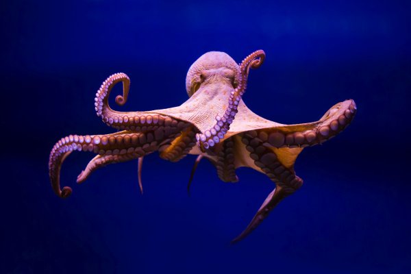 Kraken актуальное